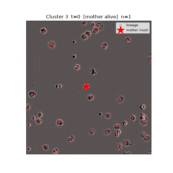 cell_growth (1)