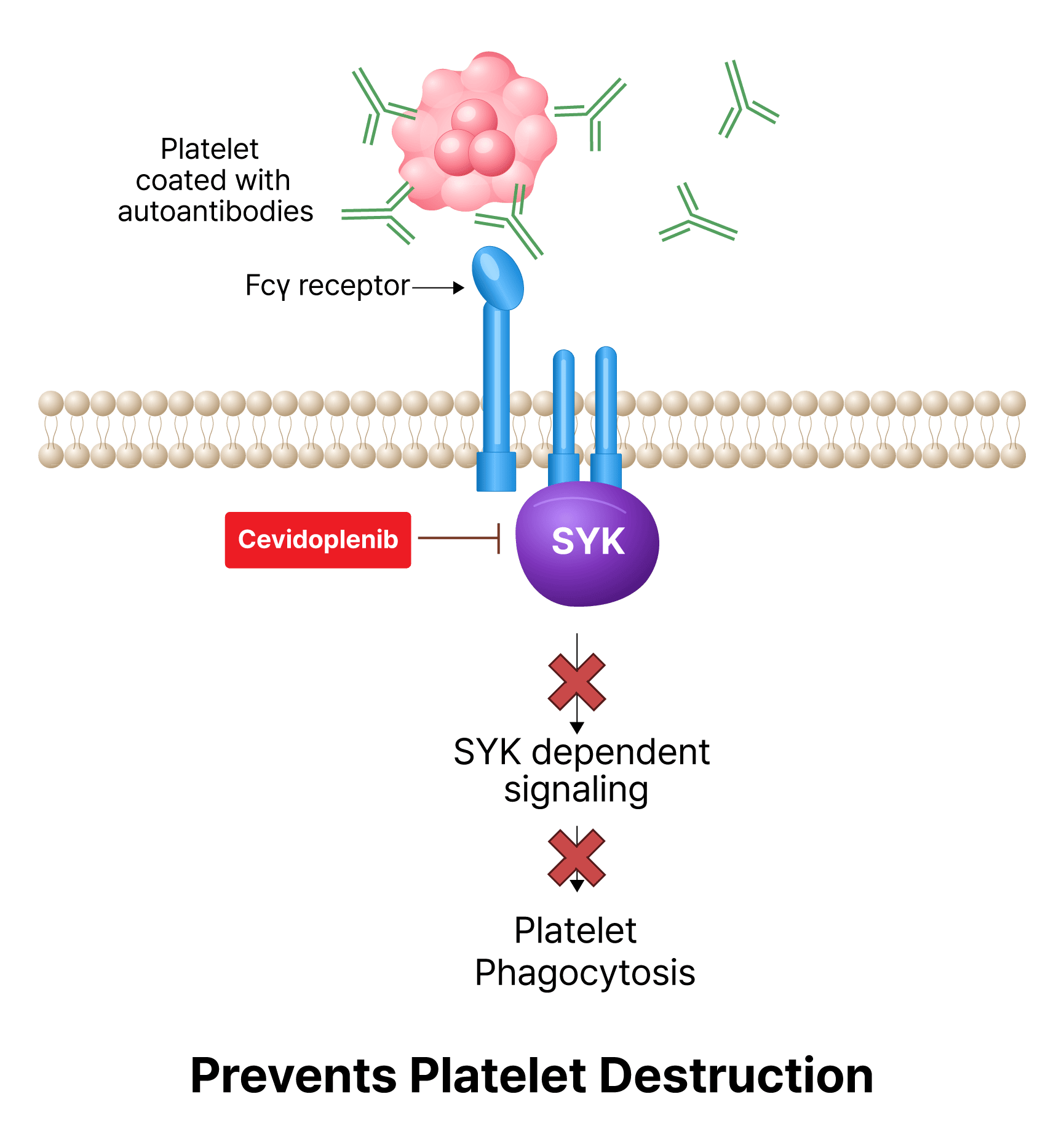 cevidoplenib