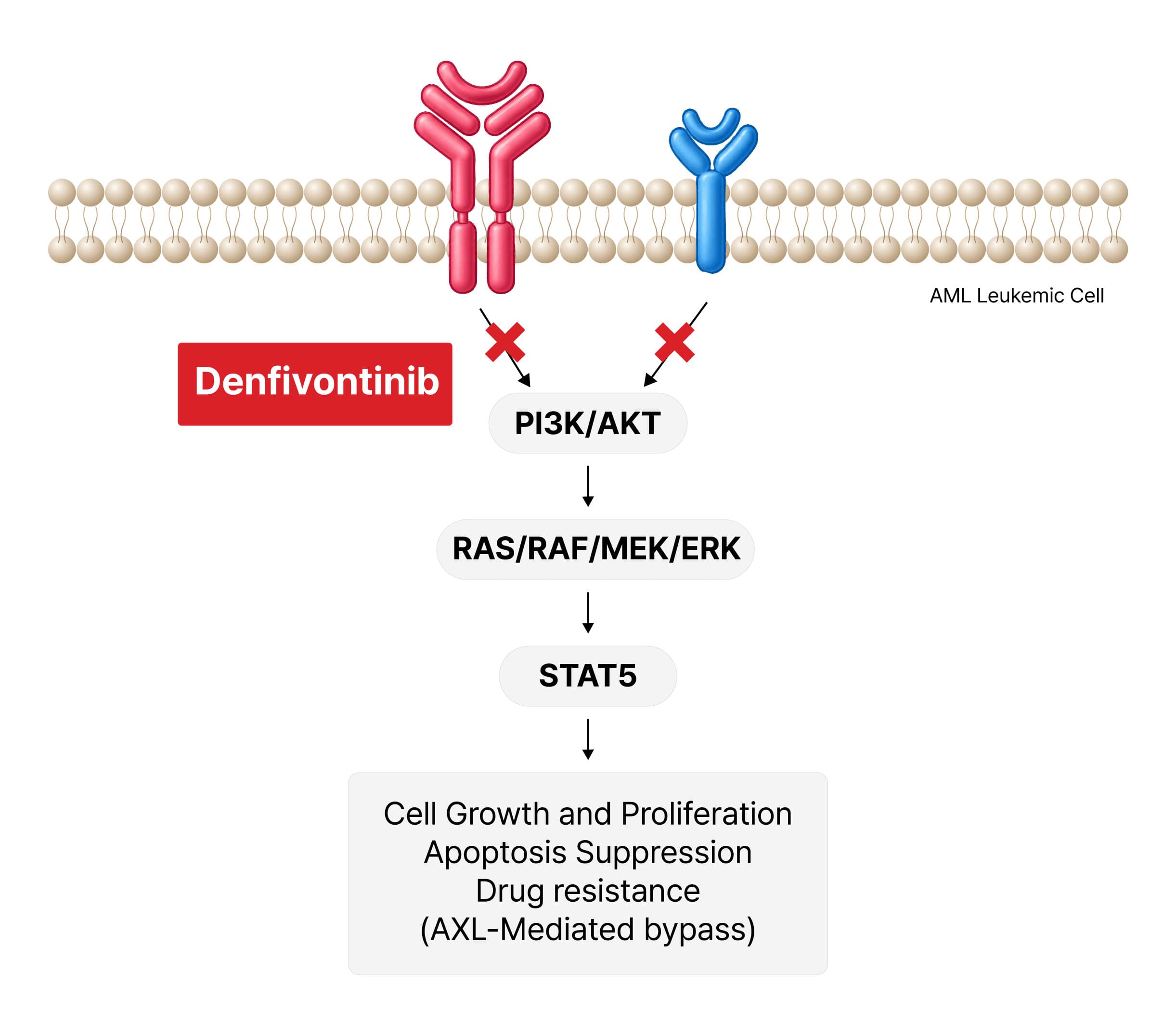 denfivontinib-1 (2)